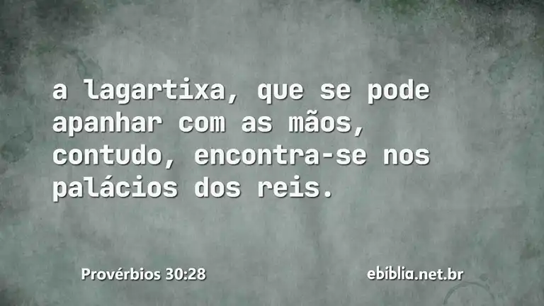 Provérbios 30:28